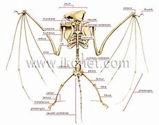 Image result for Bat Skeleton Anatomy