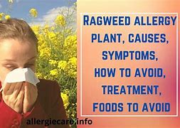 Image result for Ragweed Allergy Symptoms Eyes