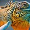 Image result for iguana photos