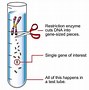 Image result for Gene Traits DNA