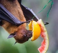 Image result for Fruit Bat Fact Box