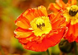 Image result for Royalty Free Images of Flowers