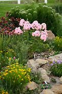 Image result for Phlox Peppermint Twist ® (Paniculata-Group)