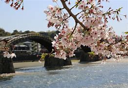 Image result for Cherry Blossoms Iwakuni Japan