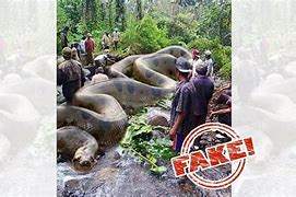 Image result for World's largest snake found dead in Amazon