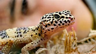 Image result for Reptile Hoarding Food