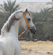 Image result for Bedouin Arabian Horse