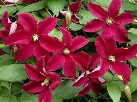 Image result for Clematis viticella BURNING LOVE