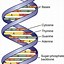 Image result for Chromosomes Make Up DNA
