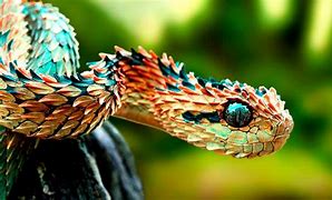 Image result for Amazing Creatures