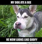 Image result for Goofy Dog Meme