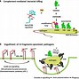Image result for Complement System Alternative Pathway