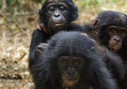 Image result for bonob�s