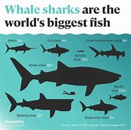 Image result for World's Biggest Whale Shark