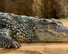 Image result for Biggest Living Animal in the World