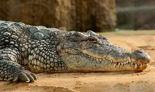 Image result for Biggest Animal in Earth