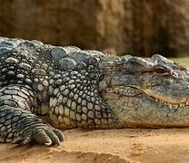 Image result for Top 10 Most Biggest Animals