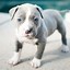 Image result for Pitbull Dog Grey