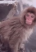 Image result for Shitpost Monkey GIF