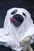 Image result for Spooky Pug