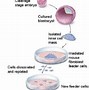 Image result for Stem Cell Gametes