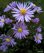 Image result for Aster laevis Calliope