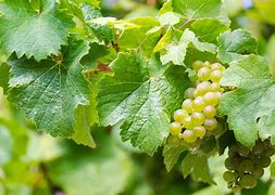 Image result for Family Tree Grape Vine