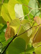 Image result for Cercis canadensis Hearts of Gold