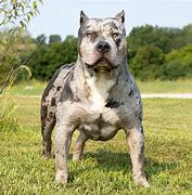 Image result for How Much Does a XL Bully Cost