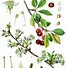Image result for Prunus cerasus Kelleris
