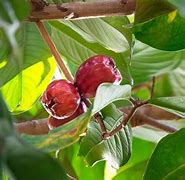 Image result for Jamaican Apple Tree