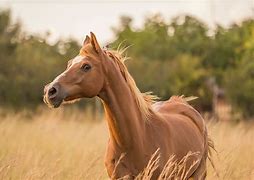 Image result for Cool Pictures of Horses