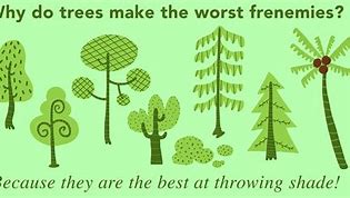Image result for Tree Humor