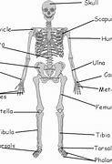 Image result for Biology Skeleton