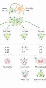 Image result for T cell Types