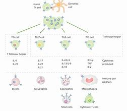 Image result for T cell Types