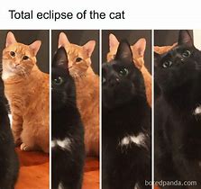 Image result for Funny Cat Memes Clean 2019