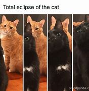 Image result for Most Improved Cat Meme