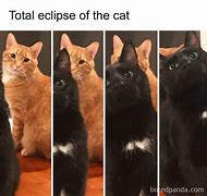 Image result for Cat Meme Original