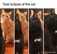 Image result for Cat Meme Bames