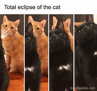 Image result for Gato Cat Meme