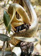 Image result for Snake Eating a Macaw