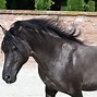 Image result for Dock Rocky Mountain Horse
