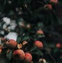 Image result for Red 4 Apple in the Tree