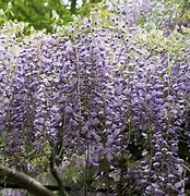Image result for Wisteria formosa Issai