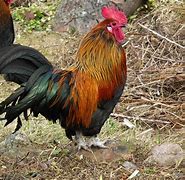 Image result for acantoc�galo