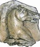 Image result for Ancient Rome Horse Breed