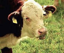 Image result for Domestic Animals Cow