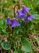 Image result for Soldanella alpina Spring Symphony