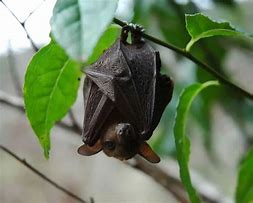 Image result for Philippine Nectar Bat